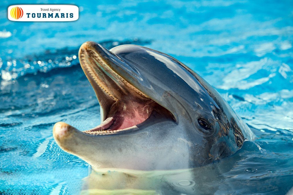 Дельфины в Мармарисе