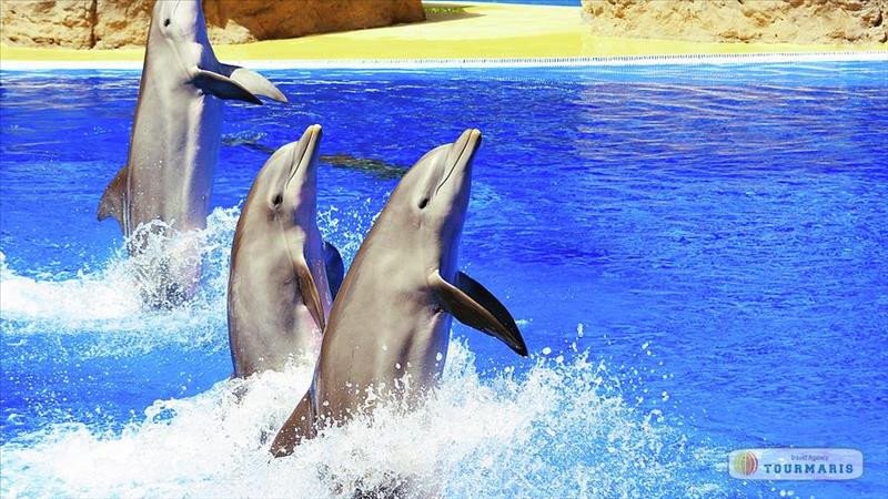 Dolphin show in Marmaris