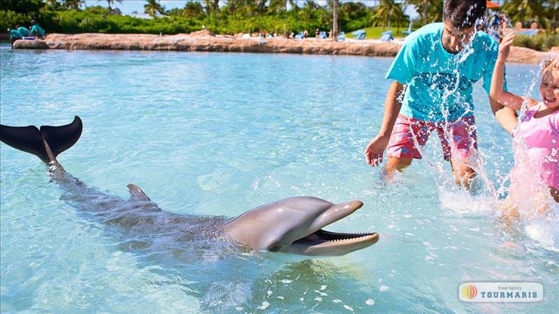 Плавание с дельфинами в Мармарисе